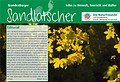 Sandlatscher 04/2015